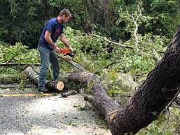 Professional  Tree Services in Seven Corners, VA