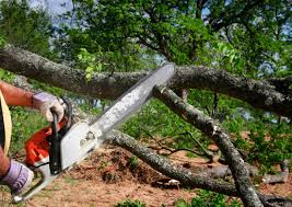 How Our Tree Care Process Works  in  Seven Corners, VA